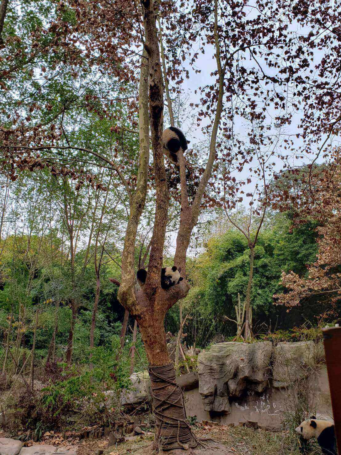 パンダのなる木