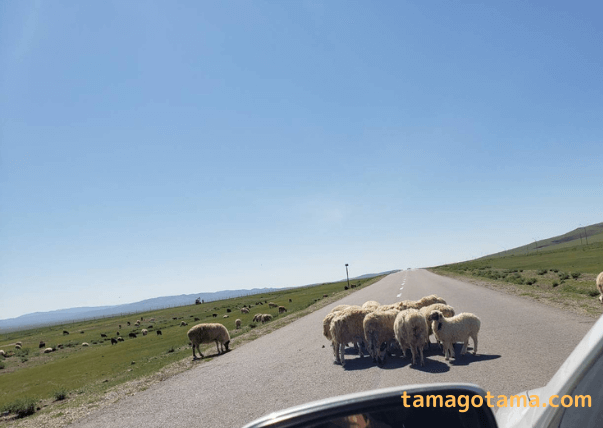 モンゴル　旅